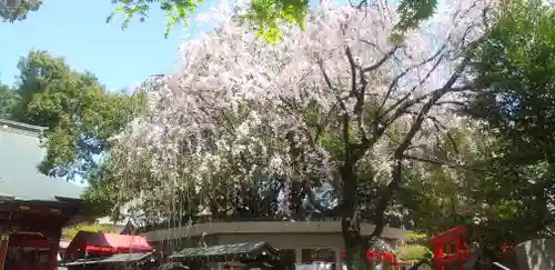 冠稲荷神社の自然
