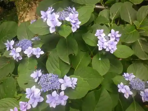 荏柄天神社の自然