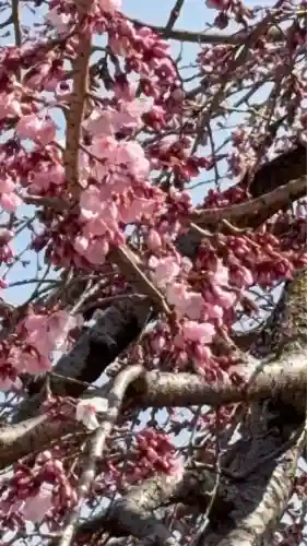 観音神社の{uncategorized: "未分類", other: "その他", undefined: "問題あり", building: "その他建物", grave: "お墓", sacred_gate: "鳥居", guardian: "狛犬", statue: "像", buddha: "仏像", history: "歴史", nature: "自然", garden: "庭園", animal: "動物", pagoda: "塔", temizu: "手水舎", mountain_gate: "山門・神門", sanctuary: "本殿・本堂", subordinate: "末社・摂社", art: "芸術", scenery: "景色", jizo: "地蔵", ema: "絵馬", goshuin: "御朱印", omikuji: "おみくじ", items: "授与品その他", amulet: "お守り", goshuincho: "御朱印帳", eats: "食事", festival: "お祭り", votive_dance: "神楽", shichigosan: "七五三参", wedding: "結婚式", experience: "体験その他", initially: "初詣", around: "周辺", anti_infection: "感染症対策"}