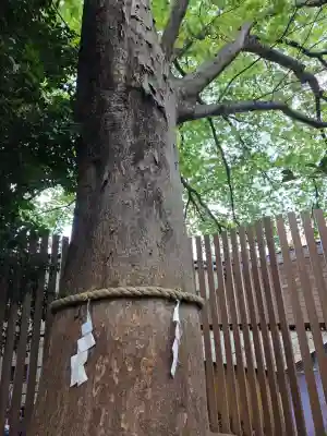 鎮守氷川神社の{uncategorized: "未分類", other: "その他", undefined: "問題あり", building: "その他建物", grave: "お墓", sacred_gate: "鳥居", guardian: "狛犬", statue: "像", buddha: "仏像", history: "歴史", nature: "自然", garden: "庭園", animal: "動物", pagoda: "塔", temizu: "手水舎", mountain_gate: "山門・神門", sanctuary: "本殿・本堂", subordinate: "末社・摂社", art: "芸術", scenery: "景色", jizo: "地蔵", ema: "絵馬", goshuin: "御朱印", omikuji: "おみくじ", items: "授与品その他", amulet: "お守り", goshuincho: "御朱印帳", eats: "食事", festival: "お祭り", votive_dance: "神楽", shichigosan: "七五三参", wedding: "結婚式", experience: "体験その他", initially: "初詣", around: "周辺", anti_infection: "感染症対策"}