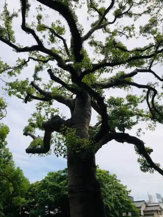 熱田神宮の自然