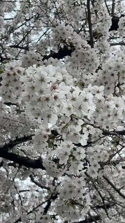 日蓮宗 浄運寺(東京都)