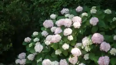 岡寺(龍蓋寺)(奈良県)