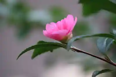 愛宕神社の自然