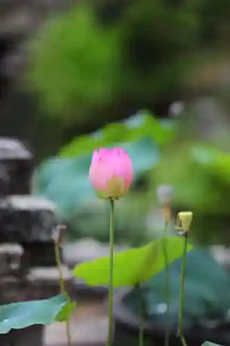 浄土寺(兵庫県)