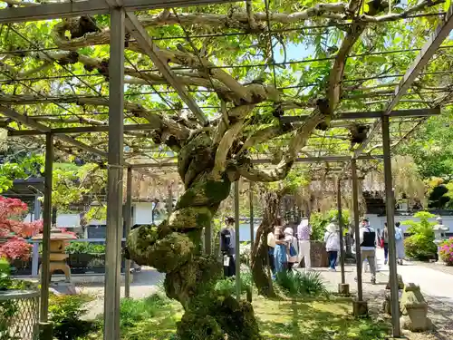 天台宗 五大山 白毫寺の自然