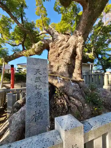 老松神社の自然