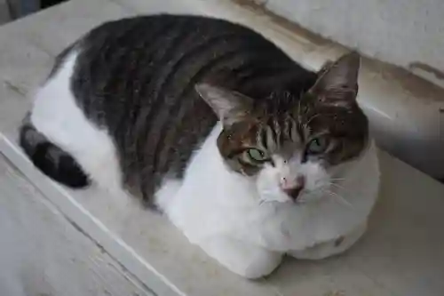 代々木八幡宮の動物