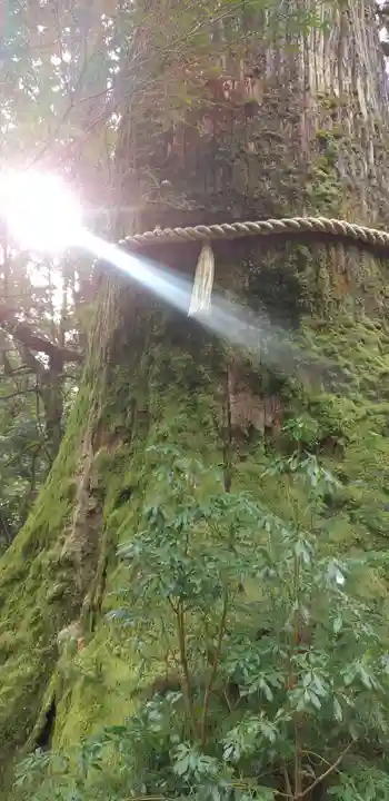 箱根神社の自然
