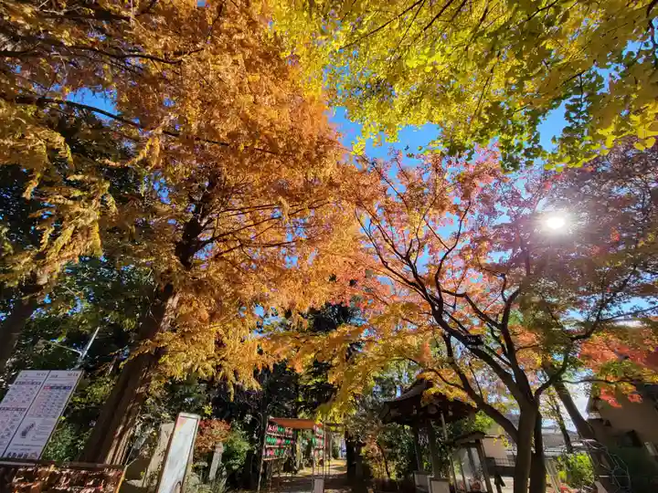 越谷香取神社の自然