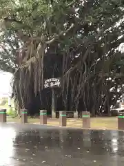 御崎神社の自然