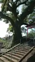 松橋神社の自然