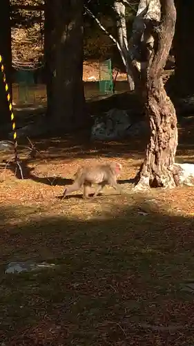 金華山黄金山神社の動物