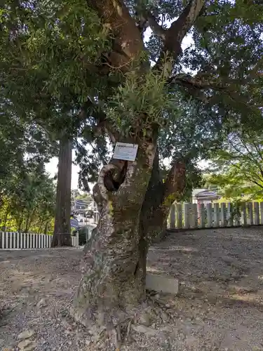 尾張冨士大宮浅間神社の自然