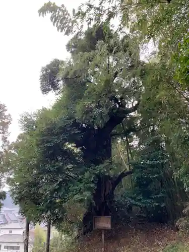 八幡神社の自然