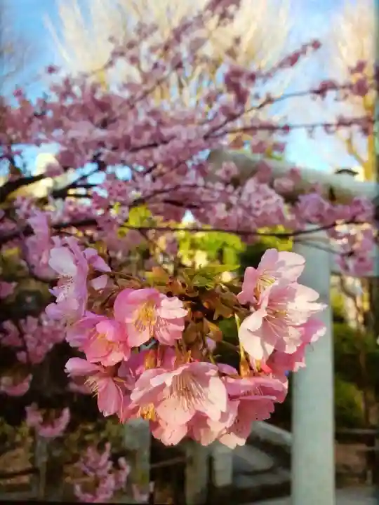鳩森八幡神社の自然