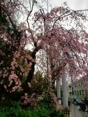 阿佐ヶ谷神明宮(東京都)