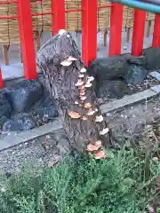 別小江神社の自然