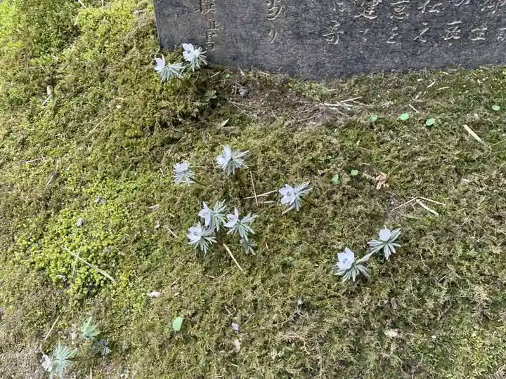 祇王寺(京都府)