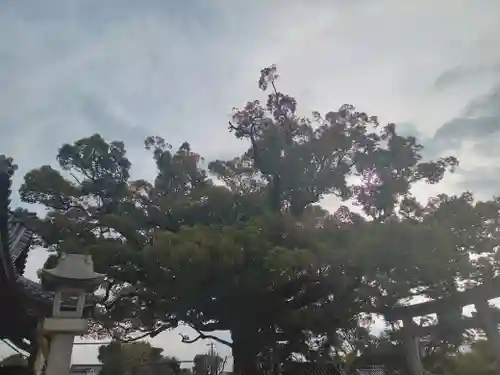 百舌鳥八幡宮(大阪府)