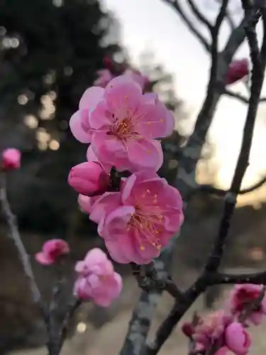 大生郷天満宮の自然
