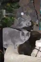 前原御嶽神社の動物