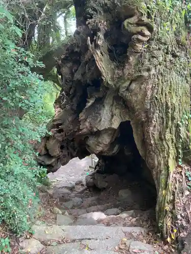 大山祇神社の自然