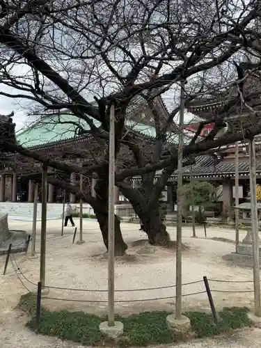 東長寺の自然