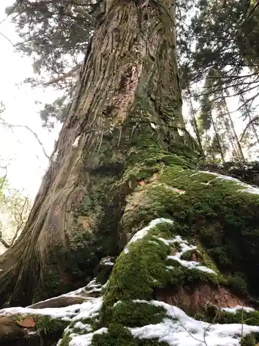 花園神社の自然