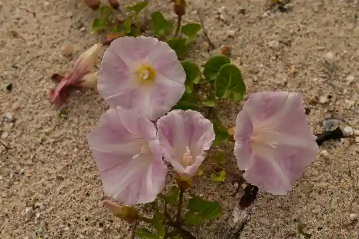 鹿島神社(愛媛県)
