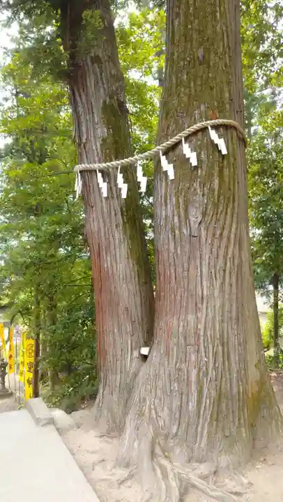 聖神社(埼玉県)