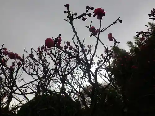 浄光明寺の自然