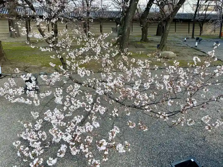 東寺(教王護国寺)の自然