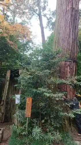 香取神宮の自然