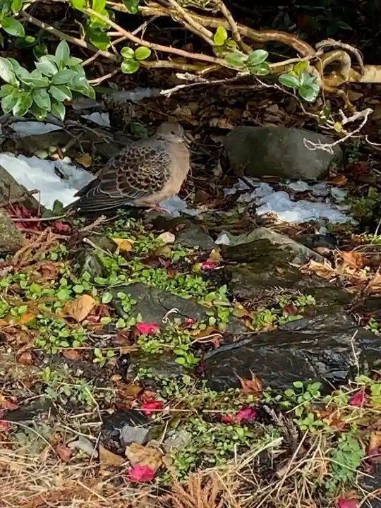 椿大神社(三重県)