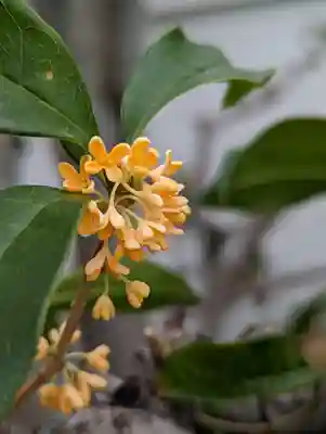 妙蓮寺(京都府)