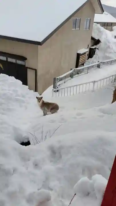 鹿角八坂神社の動物