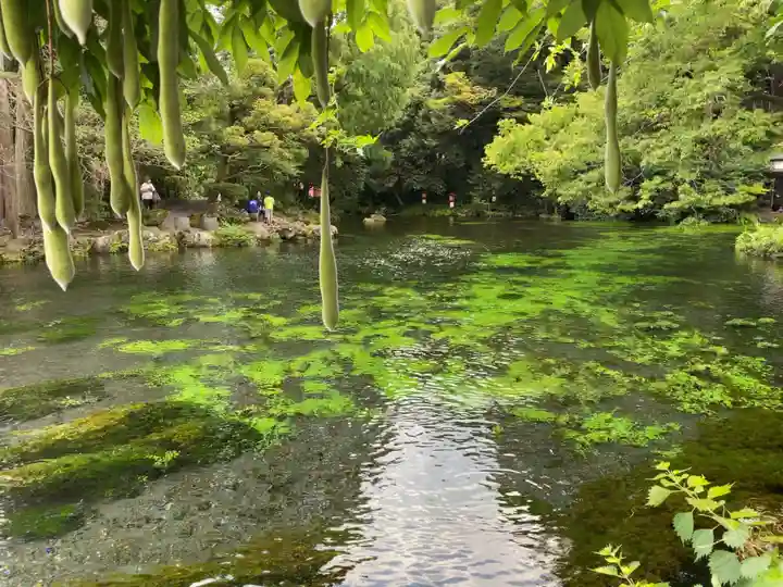 富士山本宮浅間大社の自然
