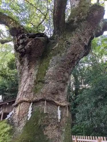 熱田神宮の自然