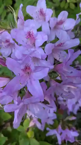 玉野御嶽神社の自然