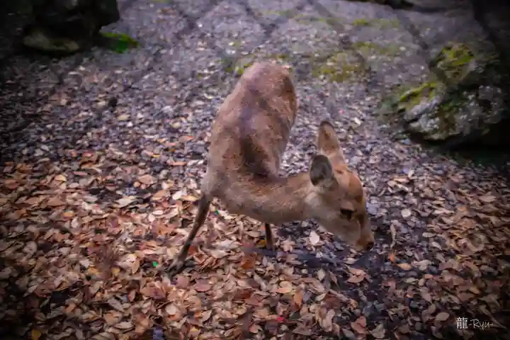 彌彦神社(新潟県)