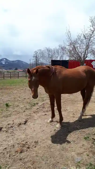 真狩神社の動物