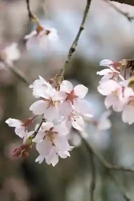 地蔵院(京都府)