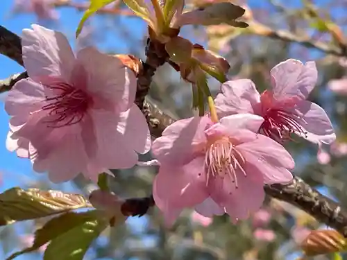 鎌数伊勢大神宮の自然
