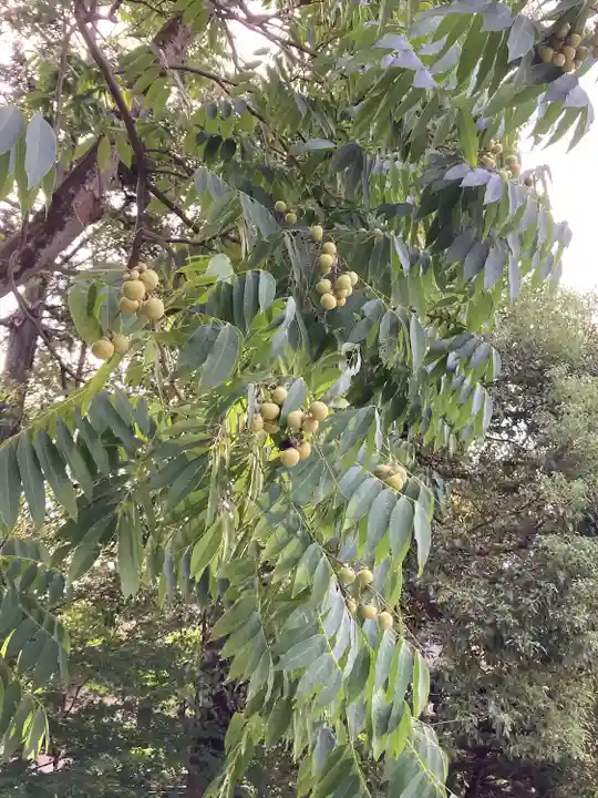 深大寺(東京都)