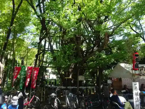 稲毛神社の自然