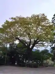 河内阿蘇神社の自然