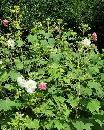 沙沙貴神社の自然