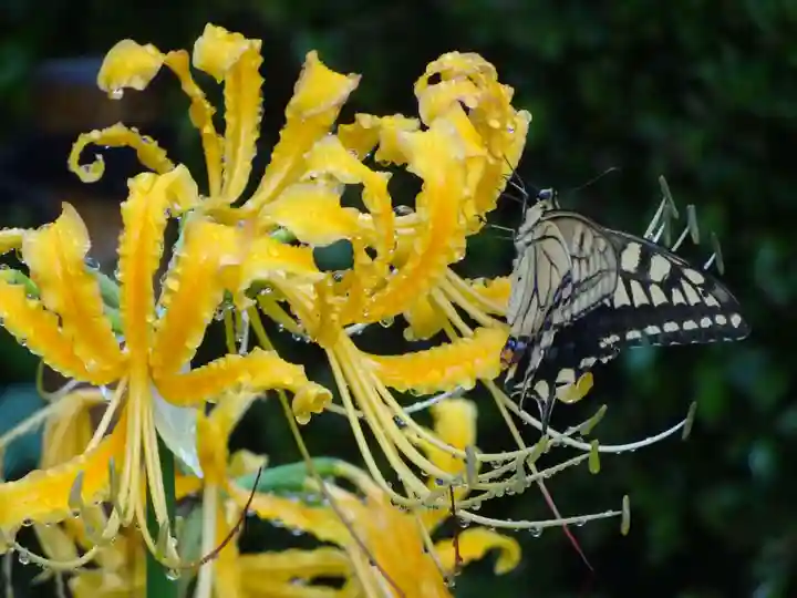 横浜 西方寺の動物