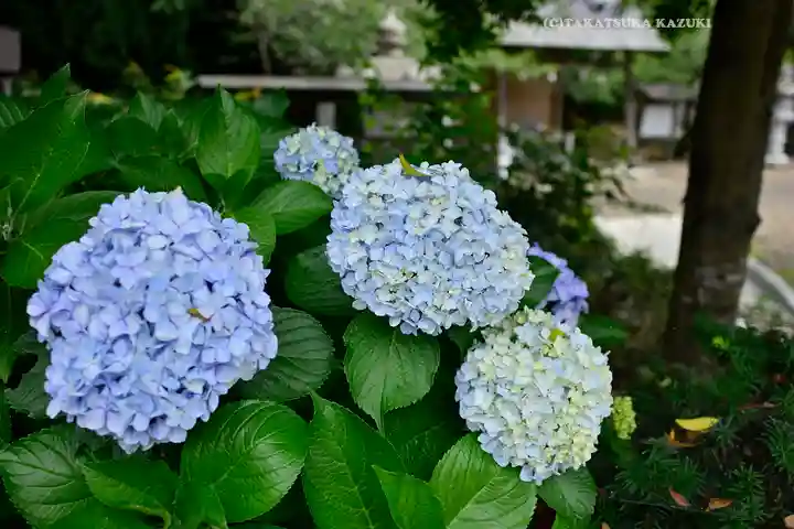 鎌数伊勢大神宮(千葉県)